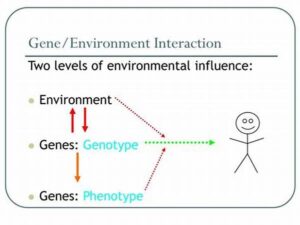 Interaction Between Genes And Environment